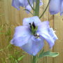 A garden flower photo (Delphinium elatum (Delphinium))