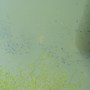 Tadpole 'swarm'