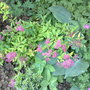 A garden flower photo