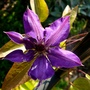 Clematis The President. (Clematis The President)