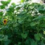 Sunflower patch (Helianthus annuus (Sunflower))