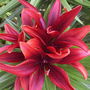 Asiatic Lily "Blackout"