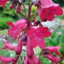 Penstemon 'Garnet' (Penstemon 'Garnet')