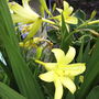 Hemerocallis ("Day Lily"), var. unknown.