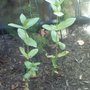 Zinnia june (Zinnia elegans (Zinnia))