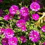 A garden flower photo (Delosperma cooperi)
