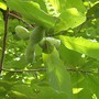Paw Paws