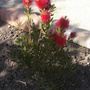 Bottle Brush (Callistemon citrinus)
