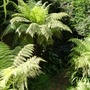 Tree ferns in June. (Dicksonia antarctica (Soft tree fern))