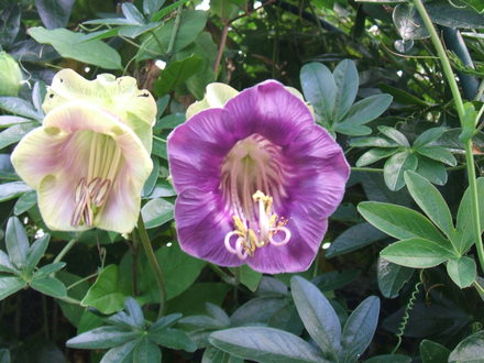 sfgaug07a_001.jpg (Cobaea Scandens)
