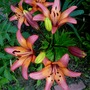 Lillies (Lilium vivaldi)