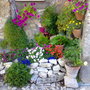 A garden flower photo