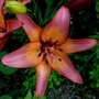 Single lily flower (Lilium vivaldi)
