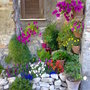A garden flower photo