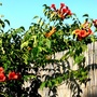 Campsis Radicans. (Iberis sempervirens (Candytuft))