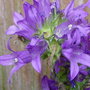 Campanula (Glom.Superba). June 2008. (Campanula Glom.superba)
