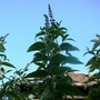 Buddleia (Buddleja davidii (Butterfly bush))