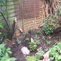 A garden flower photo