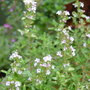Thyme in flower. (Thymus vulgaris (Garden thyme))