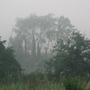 Misty_moisty_morning