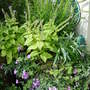 Mixed container planting June 2008.