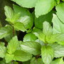 Mint in the foreground of the photo. 'Chocolate mint'. (Smells of chocolate) (Mentha)