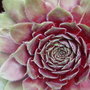 Houseleeks. Sempervivum seerosenstern (Sempervivum seerosenstern)