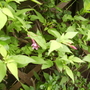 CommonJasmine (Jasminum Officianale) Buds Breaking 06.08 (Jasminum officinale   (Vistabile))