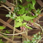 Common Jasmine (Jasmine Officinale) in Bud 06.08 (Jasminum officinale   (Vistabile))