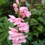 A garden flower photo