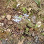 Corydalis Flexuosa Purple Leaf in Flower 05.08 (Corydalis flexuosa)