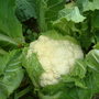 cauliflowers fluffy and.........