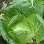 .......cabbages green