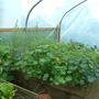 the herb bed