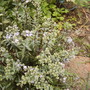 Hebe Pinguifolia in Flower 06.08 (Hebe pinguifolia pagei (Vistabile))