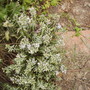 Hebe Pinguifola Pagei 06.08 (Hebe pinguifolia pagei (Vistabile))