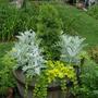 Tub in the herb garden
