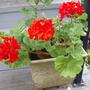 Red Geranium