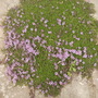 Garden Thyme (Thymus Officinale) first Flowers 06.08 (Thymus vulgaris)