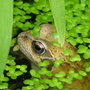 frog_1.jpg