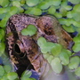frog_2.jpg