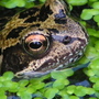 frog3.jpg