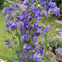 jacobs ladder (POLEMONIUM caeruleum)