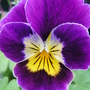 A garden flower photo