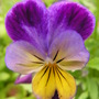 A garden flower photo