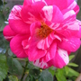 A garden flower photo