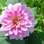 Dahlia