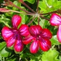 Holiday-Red-Blizzard Geranium