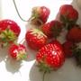 todays pickings