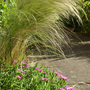 Pony_tails___delosperma_cooperi